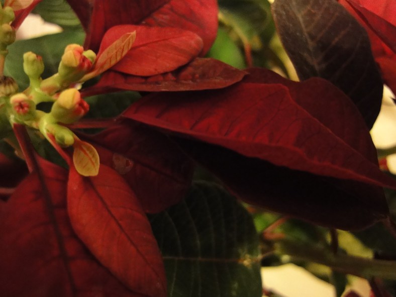 Poinsettia study