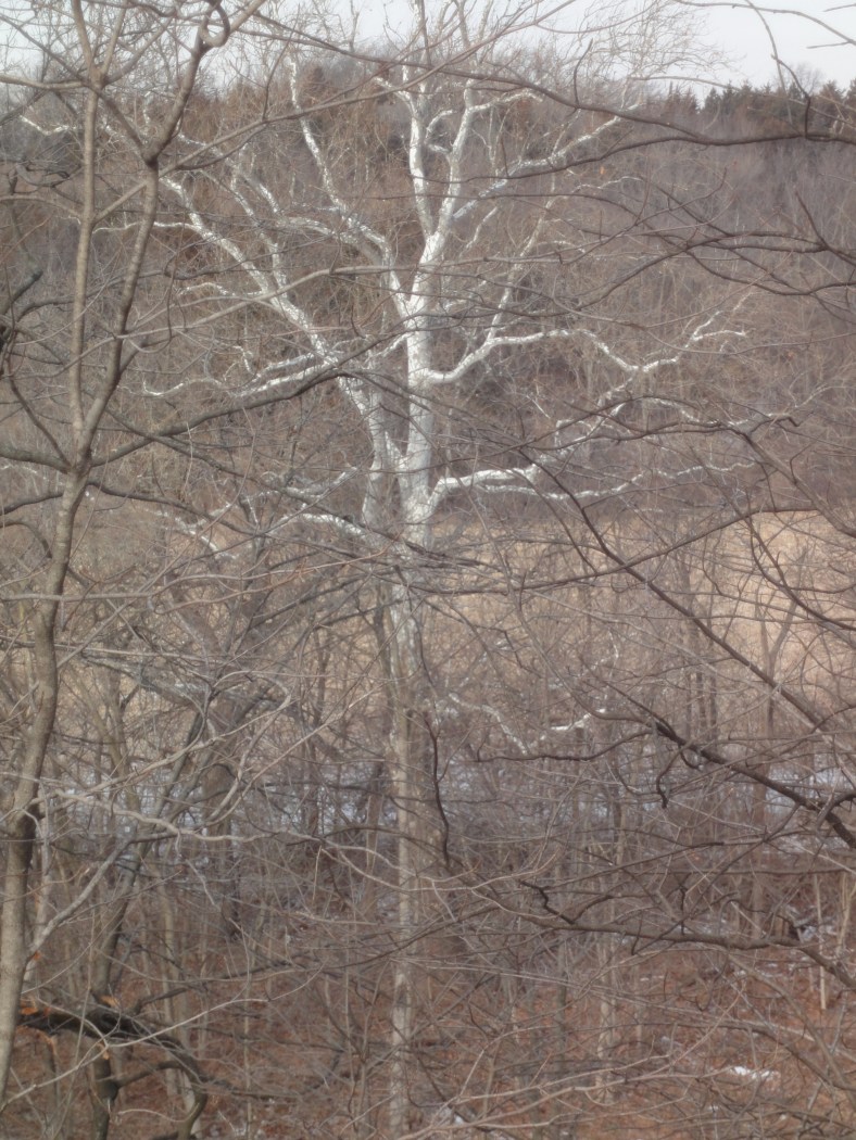 my friend in the woods