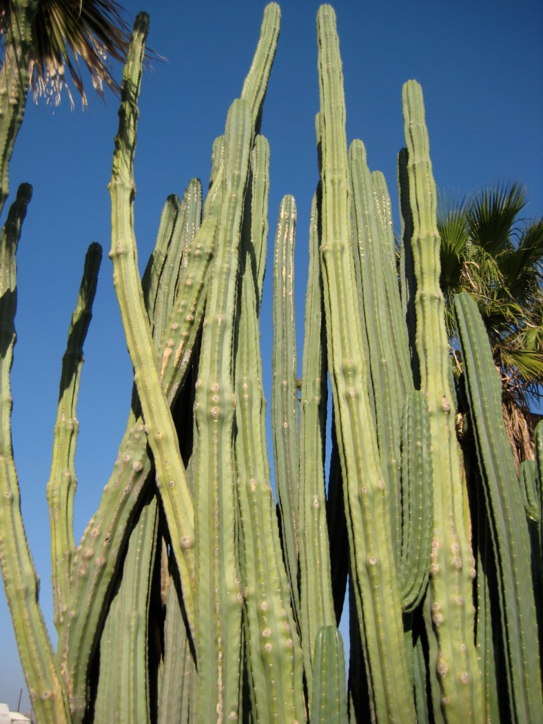 Joshua Tree National Park
