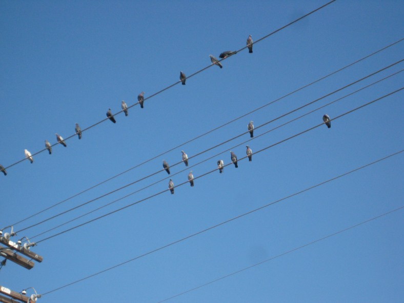 birds on the line Los Angeles 2009