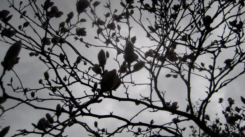 Outside my bedroom window